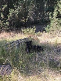 View of an animal on grass