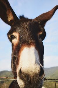 Close-up portrait of a horse