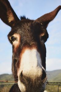 Close-up portrait of a donkey