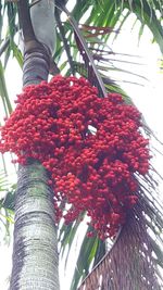 Low angle view of flowers on tree