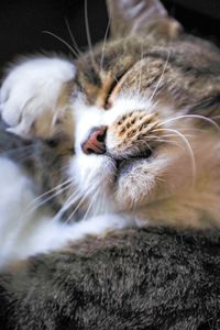 Close-up of a cat with eyes closed