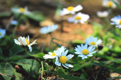 Close-up of white daisy flowers