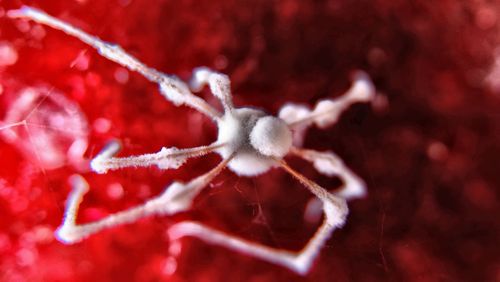 Close-up of frozen flower