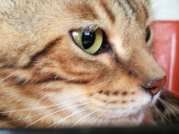 Close-up portrait of cat