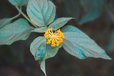 Close-up of yellow flowering plant leaves