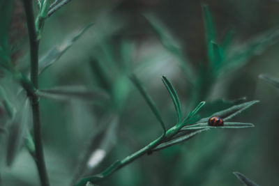 Close-up of insect on plant