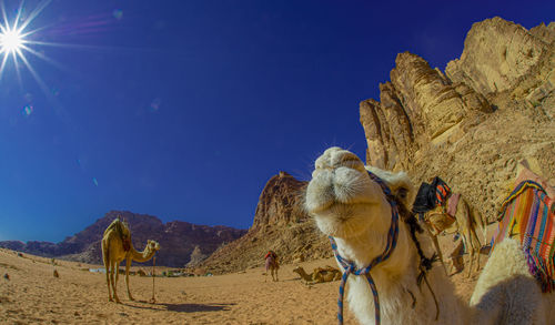 Camels in jordan wadi rum desert on red sand with baby and high mountains in the background