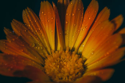 Close-up of wet flower on rainy day