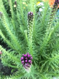 Close-up of purple flowering plant