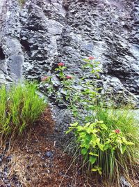 Plants growing on rocks