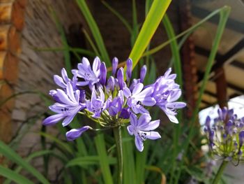 Close-up of purple flowers blooming outdoors