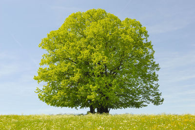 Single big tree in field