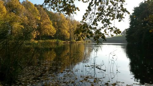 Reflection of trees in lake