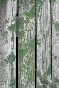 Full frame shot of tree trunk