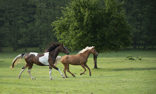 Side view of horse on field