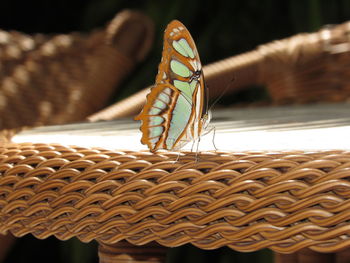 Close-up of insect in basket