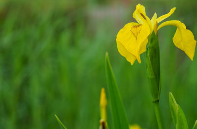 Close-up of yellow flower blooming outdoors