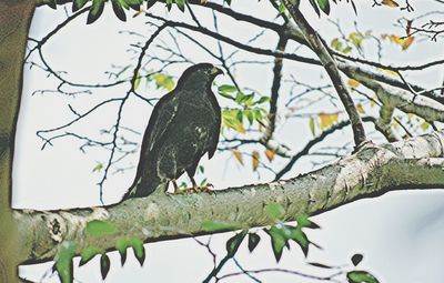 Low angle view of bird perching on tree against sky