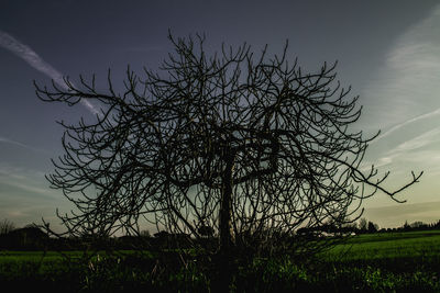 Bare tree on field against sky at sunset