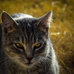 Close-up portrait of cat