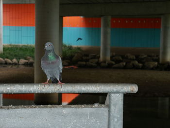 Seagull perching on railing