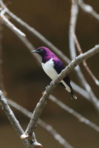 Amethyst starling - cinnyricinclus leucogaster