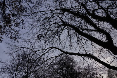 Low angle view of silhouette bare tree against sky