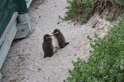 High angle view of monkeys on ground