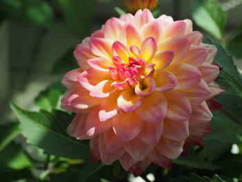 Close-up of pink dahlia