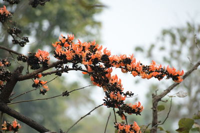 Orange flowers hanging from a tree
