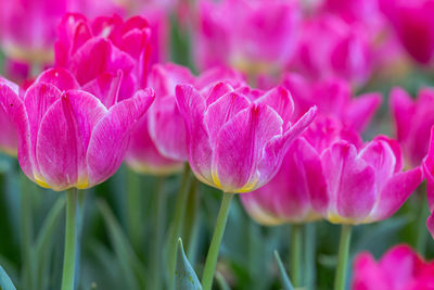 Close-up of pink tulips