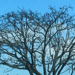 Low angle view of bare tree against clear sky