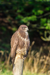 Close-up of bird perching on wooden post