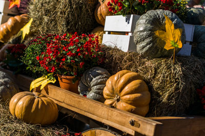 View of pumpkins for sale