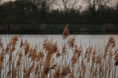 Close-up of reed grass against lake