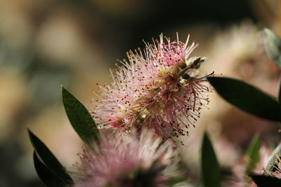 Close-up of pink flowers