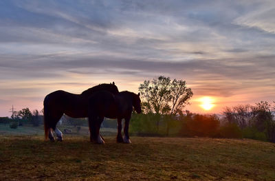 Horse on field against sky during sunset