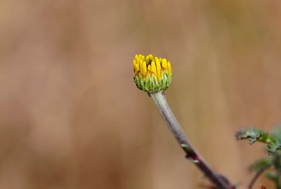 Close-up of yellow flower bud