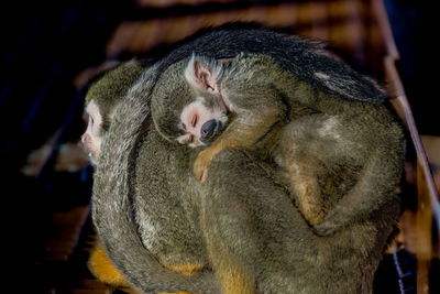 Close-up of a sleeping