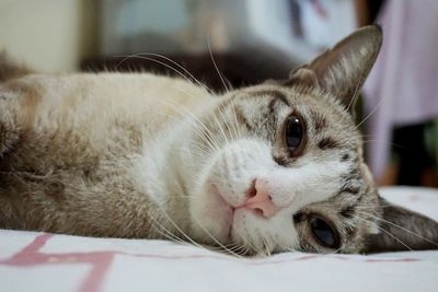 Close-up of cat resting