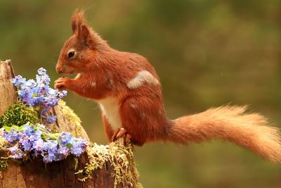 Close-up of squirrel on tree