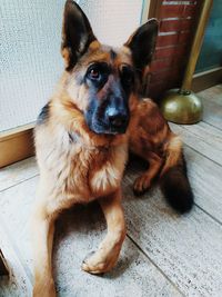 Portrait of dog sitting on floor at home