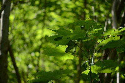 Close-up of plant