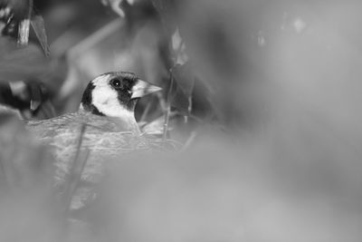 Close-up of european goldfinch on field