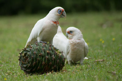 Bird on grassy field