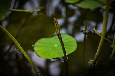 Close-up of green leaf on water