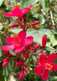 Close-up of pink flowers blooming on tree