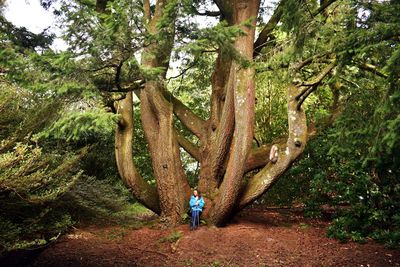 Man amidst trees in forest