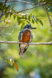 Low angle view of ringed kingfisher perching on branch