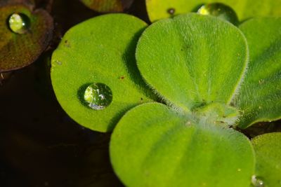 Close-up of lotus water lily in pond